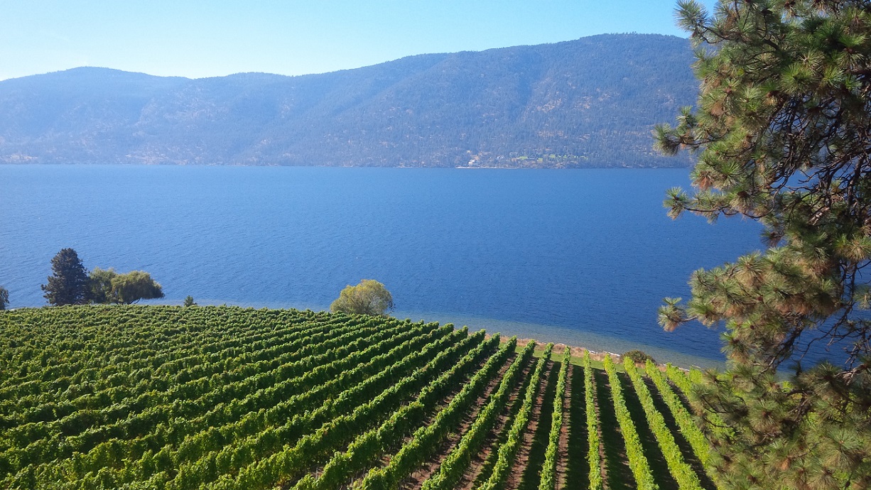 Lake Country Vineyard